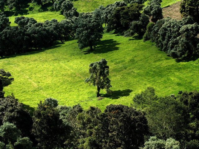 Green field trees cows grazing #8 free wallpaper for desktop - medium preview image