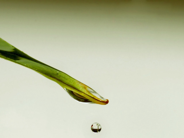 Water drop falling green plant free wallpaper for desktop - medium preview image