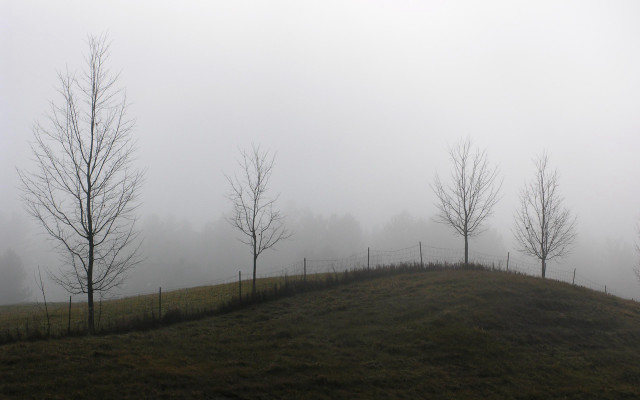 Grassy hill trees fog background free wallpaper for desktop - medium preview image