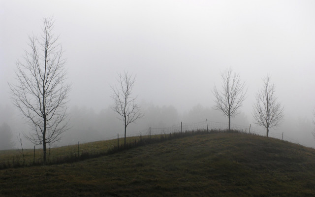 Foggy hillside trees fence bare free wallpaper for desktop - medium preview image