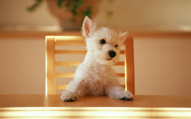 Small white dog wooden chair #3 free wallpaper for desktop - medium preview image