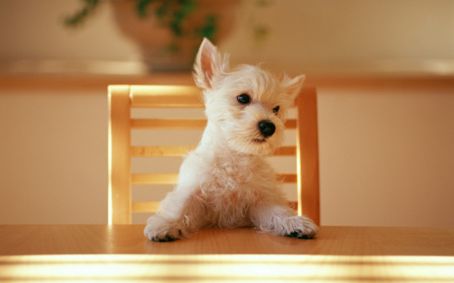 Small white dog on wooden free wallpaper for desktop - medium preview image