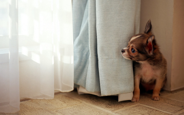 Small dog peeking curtain head #4 free wallpaper for desktop - medium preview image