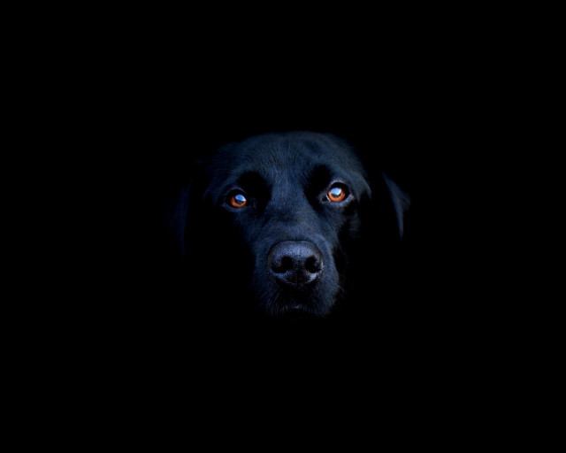 Black dog orange eyes dark free wallpaper for desktop - medium preview image