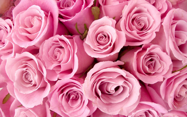 Pink roses bouquet romantic stilllife free wallpaper for desktop - medium preview image