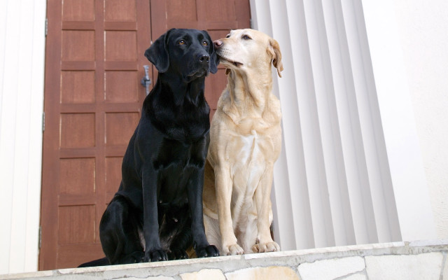Two dogs sitting on ledge #4 free wallpaper for desktop - medium preview image