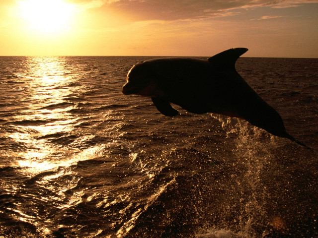 Dolphin jumping sunset sunrise water free wallpaper for desktop - medium preview image