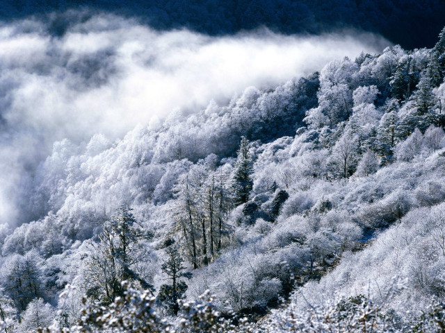 Snowy mountain clouds trees foreground #2 free wallpaper for desktop - medium preview image