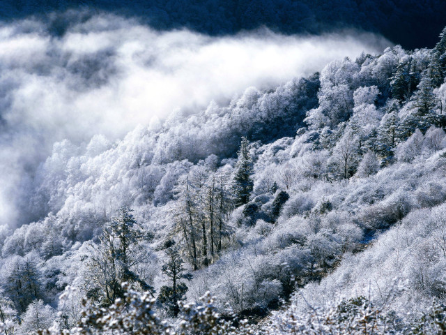 Snowy mountain clouds trees foreground #3 free wallpaper for desktop - medium preview image