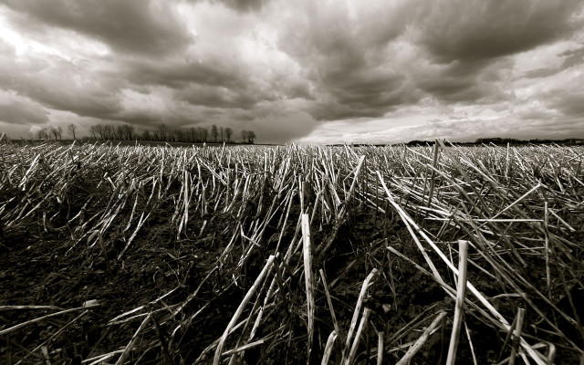 Field grass clouds sky background #3 free wallpaper for desktop - medium preview image