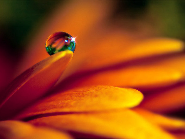 Close up flower water drop #2 free wallpaper for desktop - medium preview image