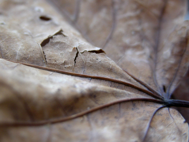 Leaf line macro blurry depth free wallpaper for desktop - medium preview image
