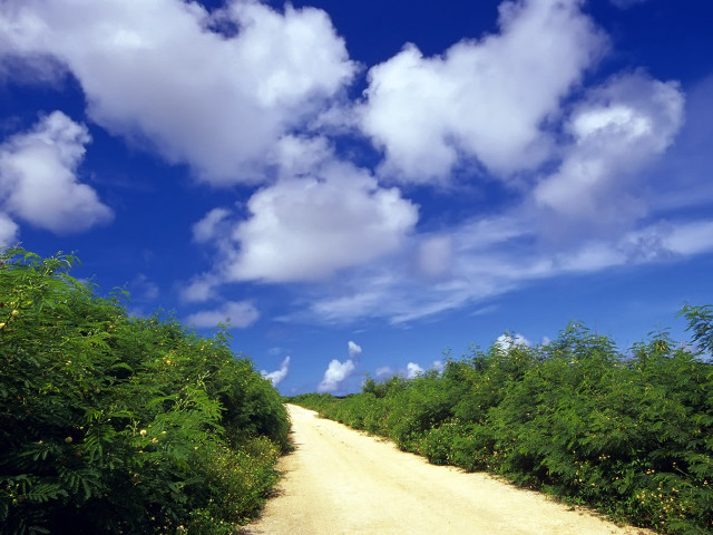Dirt road trees blue sky free wallpaper for desktop - medium preview image