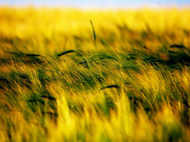 Field grass blue sky blurry #2 free wallpaper for desktop - medium preview image