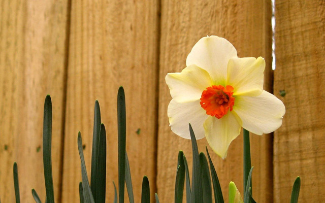 White flower red center fence free wallpaper for desktop - medium preview image