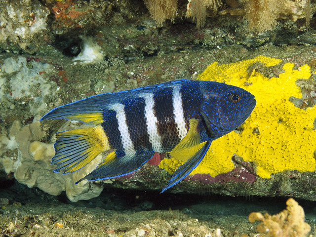 Blue white fish rock yellow free wallpaper for desktop - medium preview image