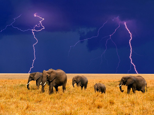 Elephants herd dry grass field #2 free wallpaper for desktop - medium preview image