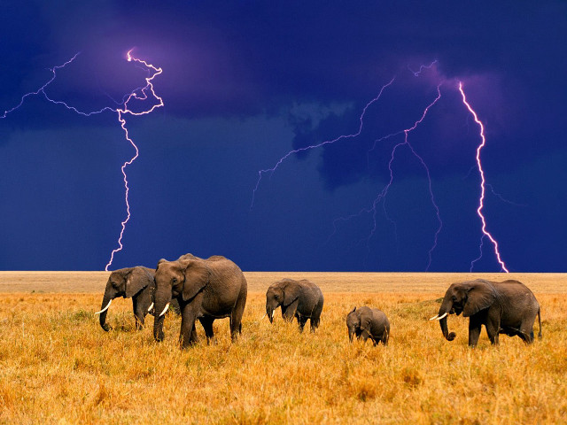Elephants dry grass field lightning free wallpaper for desktop - medium preview image