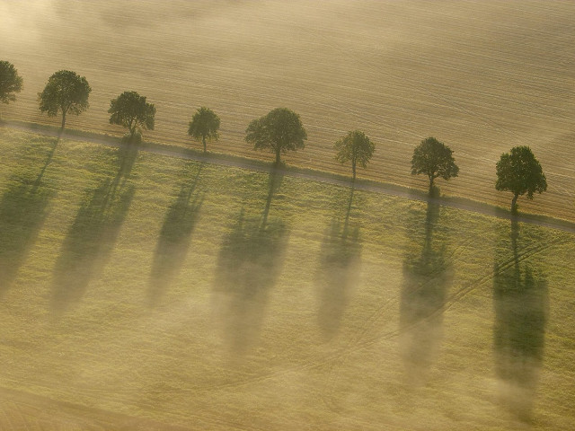 Foggy field trees foggy sky free wallpaper for desktop - medium preview image