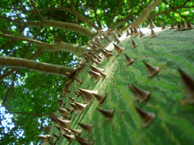Large green leaf spikes trees free wallpaper for desktop - medium preview image