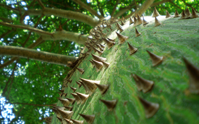 Spiky tree leaves ground nature #3 free wallpaper for desktop - medium preview image
