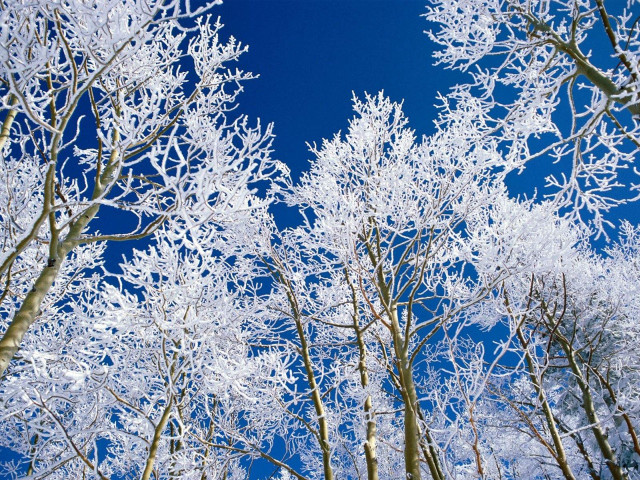Snowy forest trees blue sky #2 free wallpaper for desktop - medium preview image