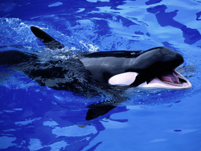 Orca black white swimming blue free wallpaper for desktop - medium preview image
