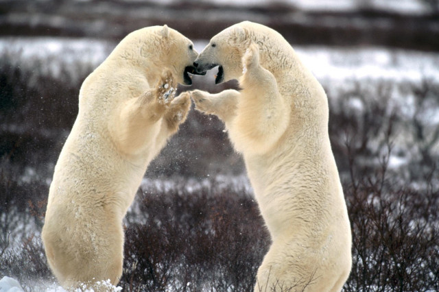 Polar bears playing in the #2 free wallpaper for desktop - medium preview image