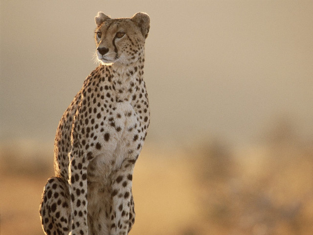 Cheetah standing rock desert looking free wallpaper for desktop - medium preview image