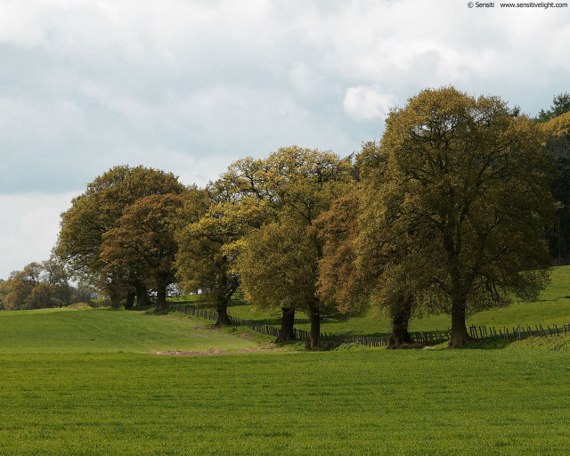 Field trees fence sky clouds #3 free wallpaper for desktop - medium preview image