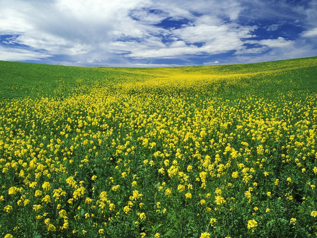 Yellow flowers blue sky clouds #2 free wallpaper for desktop - medium preview image