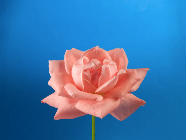 Pink rose vase blue background #4 free wallpaper for desktop - medium preview image