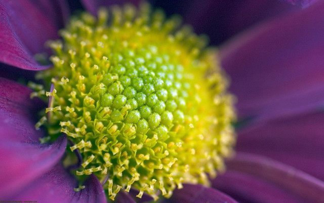 Purple flower yellow center green #3 free wallpaper for desktop - medium preview image
