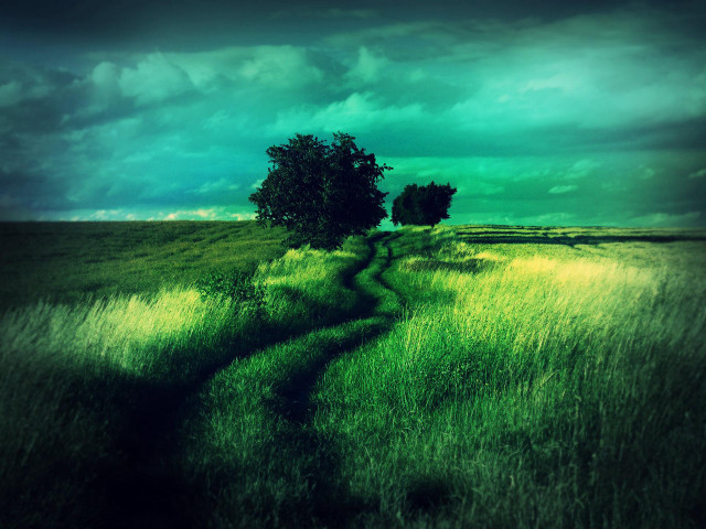 Green field tree path dark free wallpaper for desktop - medium preview image