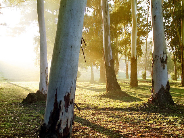 Park trees grass sunlight ground free wallpaper for desktop - medium preview image