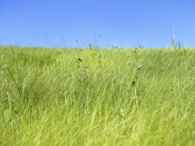 Tall grass blue sky bird free wallpaper for desktop - medium preview image