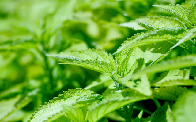 Green plant closeup leaves blurry free wallpaper for desktop - medium preview image