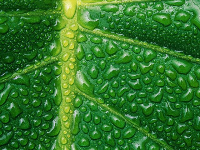 Close up green leaf water #15 free wallpaper for desktop - medium preview image