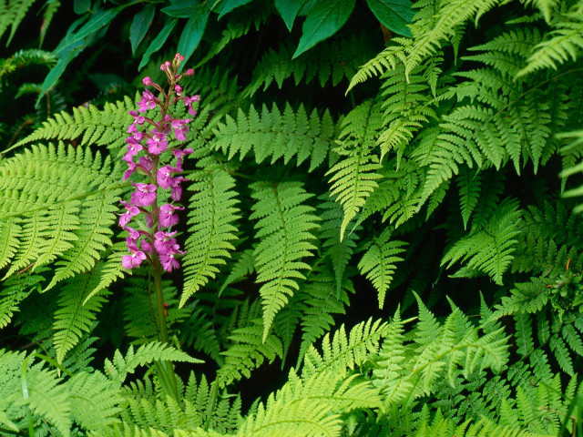 Purple flower green leaves ferns #2 free wallpaper for desktop - medium preview image