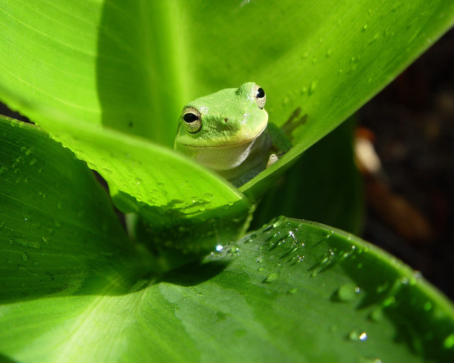 Frog sitting leaf rain water #3 free wallpaper for desktop - medium preview image