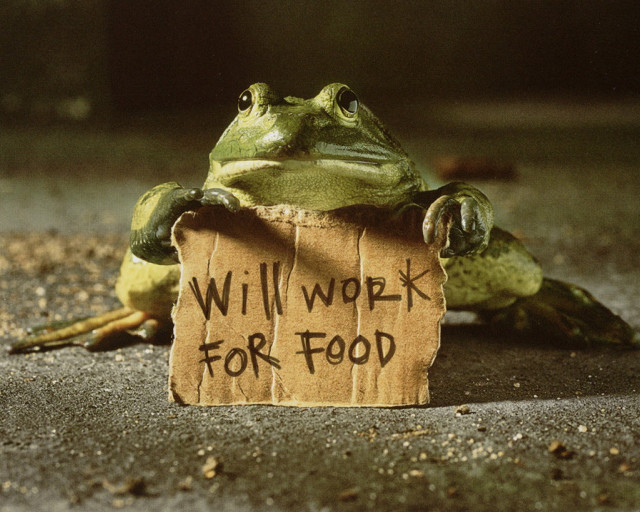 Frog sitting sign will work free wallpaper for desktop - medium preview image