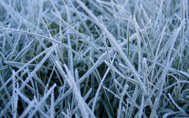 Frosty grass dew bamboo forest free wallpaper for desktop - medium preview image
