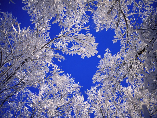 Blue sky snow covered trees free wallpaper for desktop - medium preview image