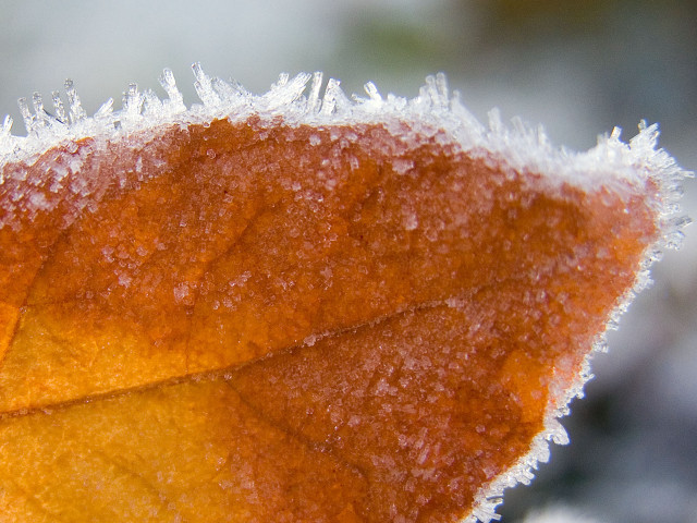 Leaf snow frost ice macro #2 free wallpaper for desktop - medium preview image
