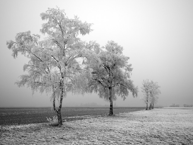Foggy field trees black white free wallpaper for desktop - medium preview image