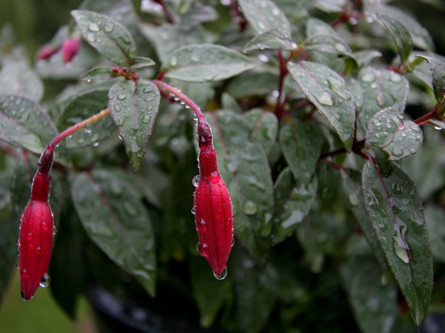 Red flower leaves rain drops free wallpaper for desktop - medium preview image
