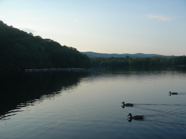 Ducks swimming lake forest mountains #2 free wallpaper for desktop - medium preview image