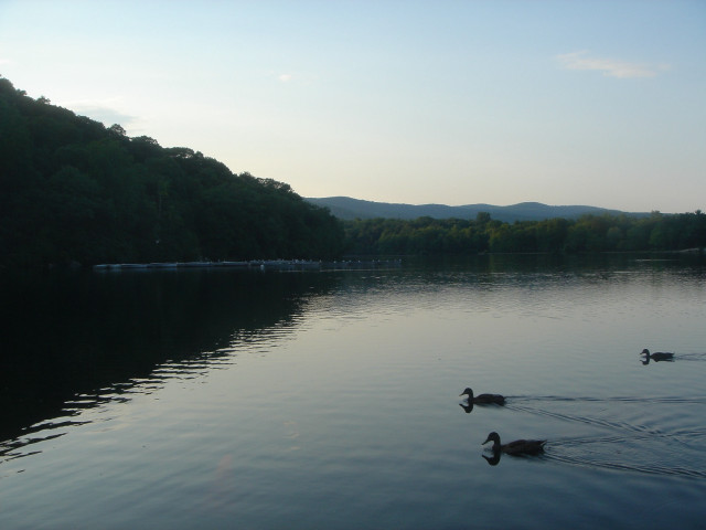 Ducks swimming lake forest mountains #4 free wallpaper for desktop - medium preview image
