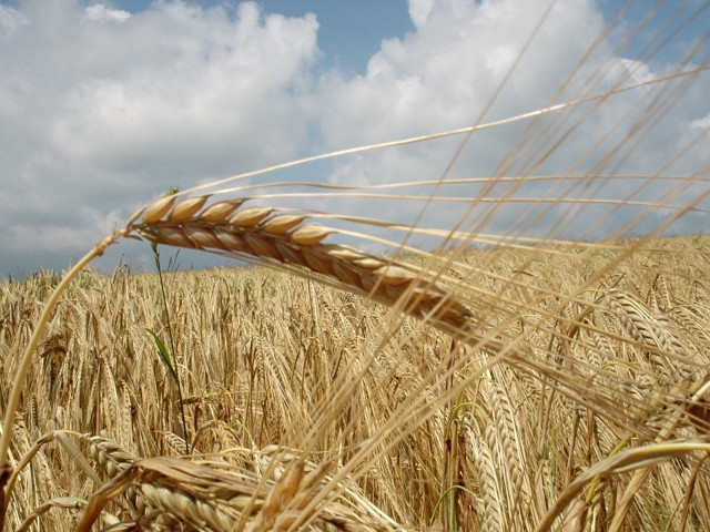 Wheat field cloudy sky clouds #3 free wallpaper for desktop - medium preview image