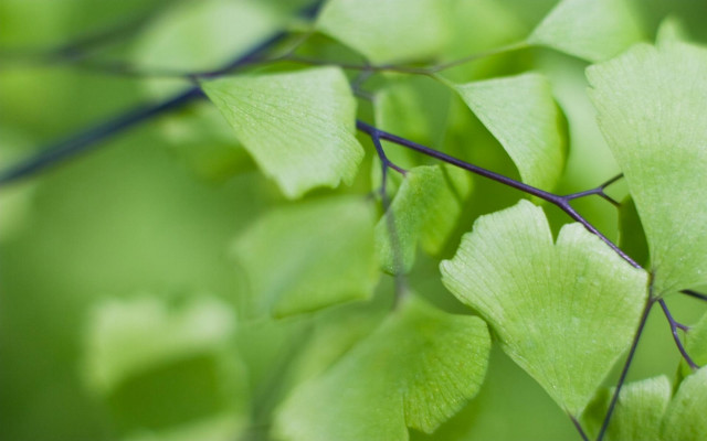 Green leafy branch macro blurry free wallpaper for desktop - medium preview image